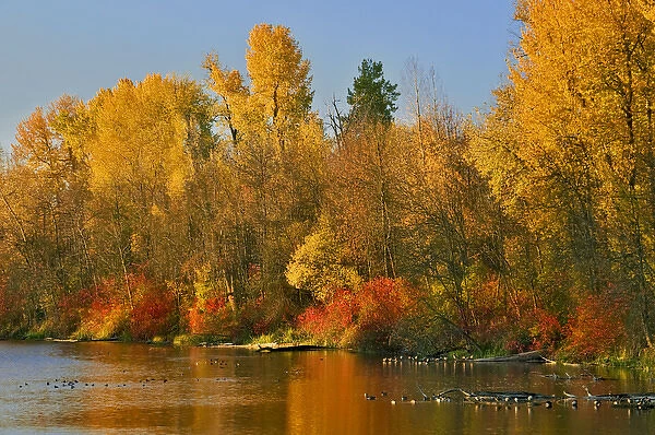 USA, Oregon, Portland. Johnson Lake and waterfowl in autumn