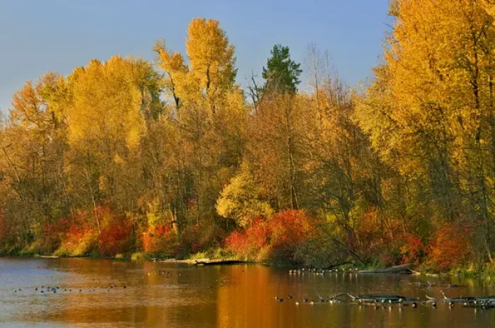 Framed Print : USA, Oregon, Portland. Johnson Lake and waterfowl in autumn