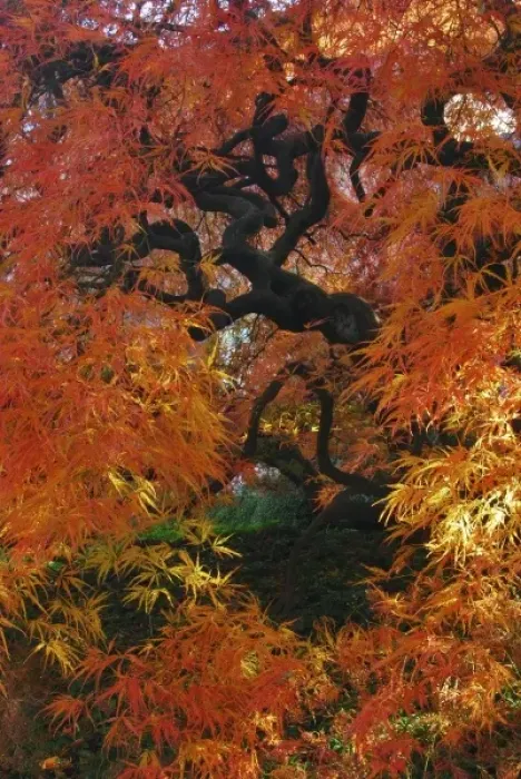 Framed Print : USA, Oregon, Portland. Lace leaf Japanese maple tree in garden Framed Print : USA, Oregon, Portland. Lace leaf Japanese maple tree in garden