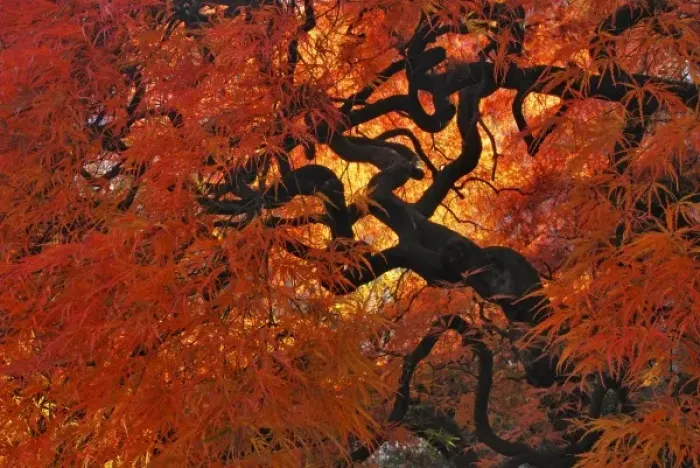 Framed Print : USA, Oregon, Portland. Lace leaf Japanese maple tree in garden Framed Print : USA, Oregon, Portland. Lace leaf Japanese maple tree in garden