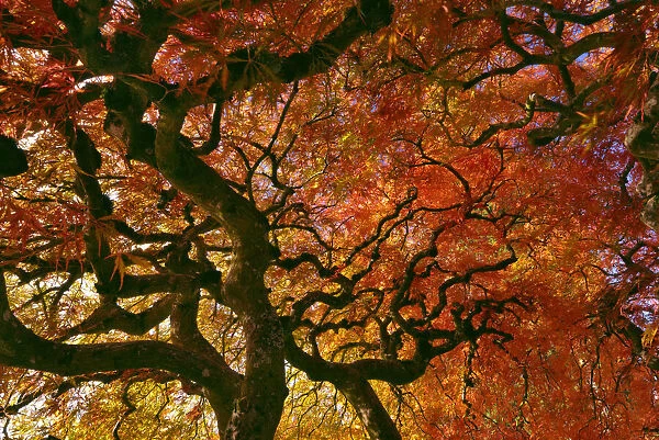 USA, Oregon, Portland. Laceleaf Japanese maple tree