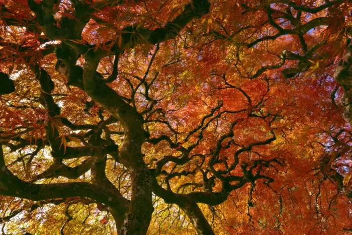 Framed Print : USA, Oregon, Portland. Laceleaf Japanese maple tree Framed Print : USA, Oregon, Portland. Laceleaf Japanese maple tree