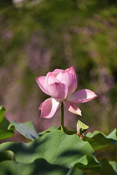 USA, Oregon, Portland. Lotus flower in Lan Su Chinese Garden