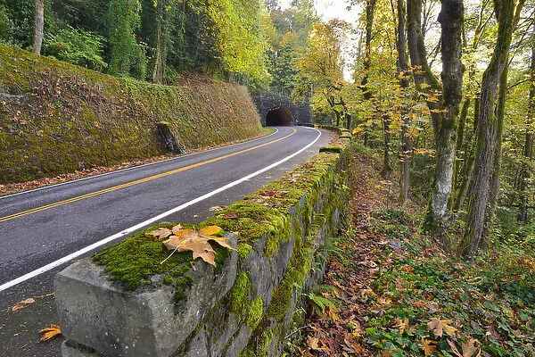 USA, Oregon, Portland. Macleay Park and road in autumn