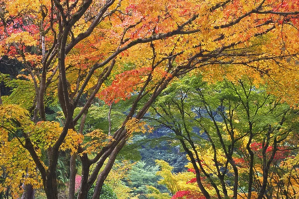 USA, Oregon, Portland. Maple trees in autumn color at Portland Japanese Garden. Credit as