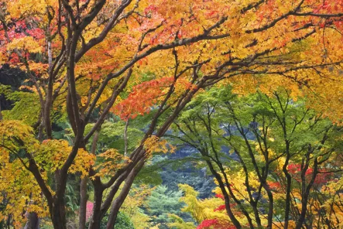 Framed Print : USA, Oregon, Portland. Maple trees in autumn color at Portland Japanese Garden. Credit as