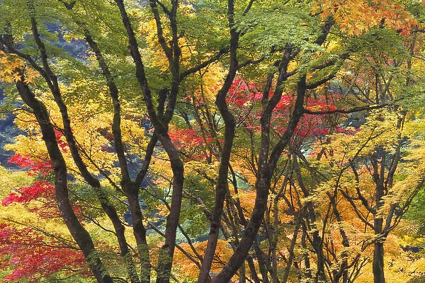 USA, Oregon, Portland. Maple trees form dramatic shapes at Portland Japanese Garden