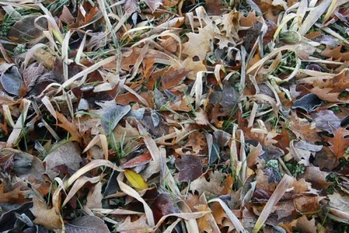 Framed Print : USA, Oregon, Portland. Morning frost on fallen leaves in field Framed Print : USA, Oregon, Portland. Morning frost on fallen leaves in field