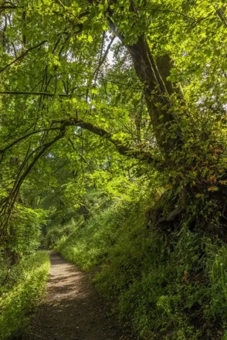 Framed Print : USA, Oregon, Portland, Oak Bottoms Wildlife Refuge, the trail, Digital Composite, HDR