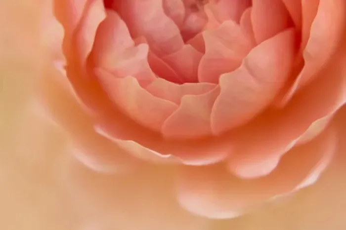 Framed Print : USA, Oregon, Portland. Orange rose detail Framed Print : USA, Oregon, Portland. Orange rose detail