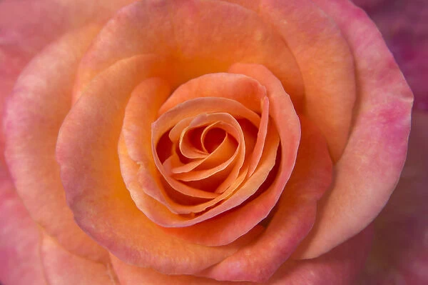 USA, Oregon, Portland. Orange rose close-up