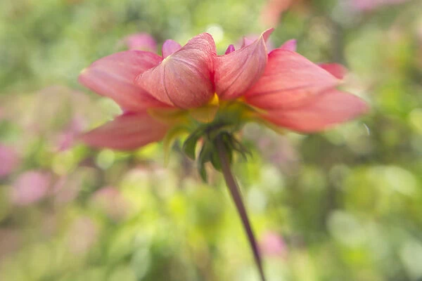 USA, Oregon, Portland. Pink dahlia close-up