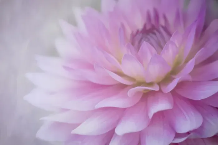 Framed Print : USA, Oregon, Portland. Pink dahlia close-up Framed Print : USA, Oregon, Portland. Pink dahlia close-up