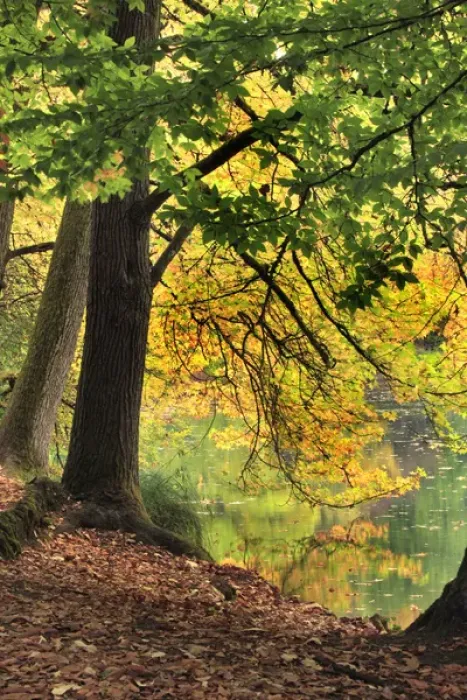 Framed Print : USA, Oregon, Portland. Pond at Laurelhurst Park