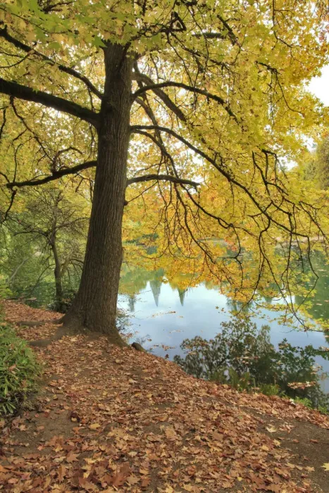 Framed Print : USA, Oregon, Portland. Pond at Laurelhurst Park Framed Print : USA, Oregon, Portland. Pond at Laurelhurst Park