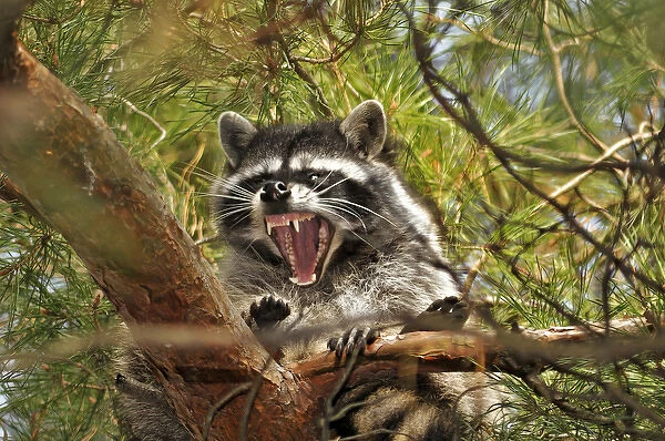 USA, Oregon, Portland. Raccoon yawning while resting on limb of conifer tree. Credit as