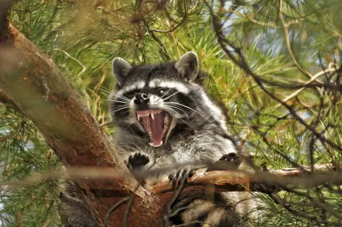 Framed Print : USA, Oregon, Portland. Raccoon yawning while resting on limb of conifer tree. Credit as Framed Print : USA, Oregon, Portland. Raccoon yawning while resting on limb of conifer tree. Credit as