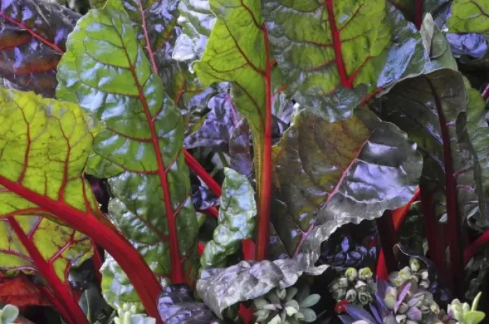 Framed Print : USA, Oregon, Portland. Rainbow chard plants with vibrant colored stalks Framed Print : USA, Oregon, Portland. Rainbow chard plants with vibrant colored stalks
