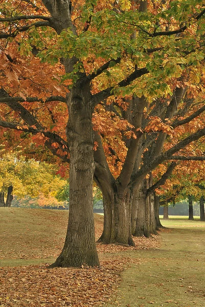 USA, Oregon, Portland. Red oaks at Fernhill Park