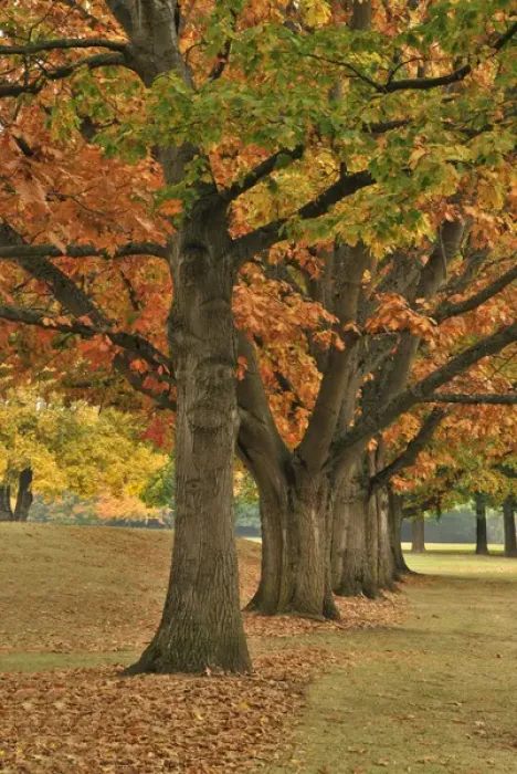 Framed Print : USA, Oregon, Portland. Red oaks at Fernhill Park Framed Print : USA, Oregon, Portland. Red oaks at Fernhill Park