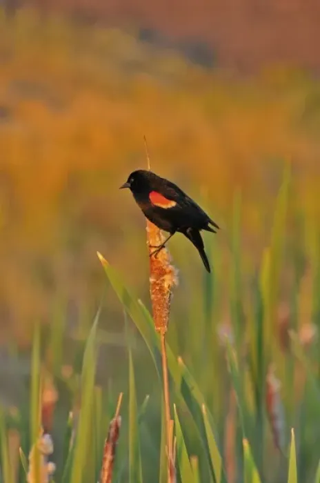 Framed Print : USA, Oregon, Portland. Red-winged blackbird clings to cattail stalk in meadow