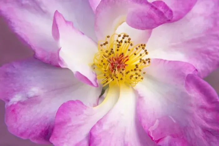 Framed Print : USA, Oregon, Portland. Rose detail. Credit as: Kathleen Clemons / Jaynes Gallery / DanitaDelimont Framed Print : USA, Oregon, Portland. Rose detail. Credit as: Kathleen Clemons / Jaynes Gallery / DanitaDelimont