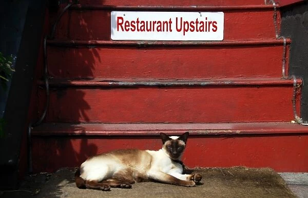 USA, Oregon, Portland. Siamese cat sunning itself at base of restaurant stairway