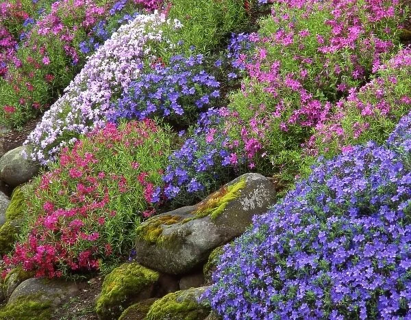 USA, Oregon, Portland, Slope of multicolored flowers and rocks in summer garden