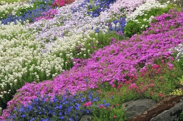 USA, Oregon, Portland. Spring blooms of candytuft, sweet alyssum, Grace Ward and phlox flowers