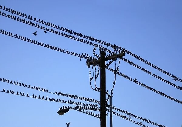 USA, Oregon, Portland. Starling birds sitting on power lines and pole above city street