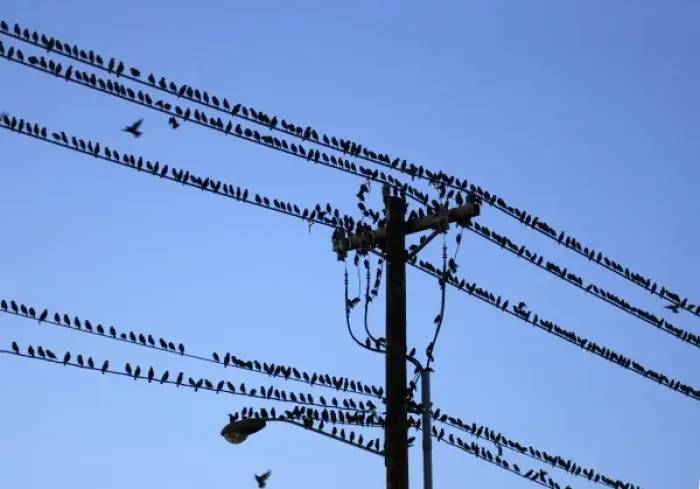 Framed Print : USA, Oregon, Portland. Starling birds sitting on power lines and pole above city street Framed Print : USA, Oregon, Portland. Starling birds sitting on power lines and pole above city street