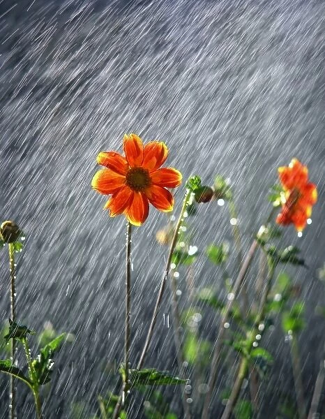 USA, Oregon, Portland. Sunlight on dahlia flower in passing summer rainfall