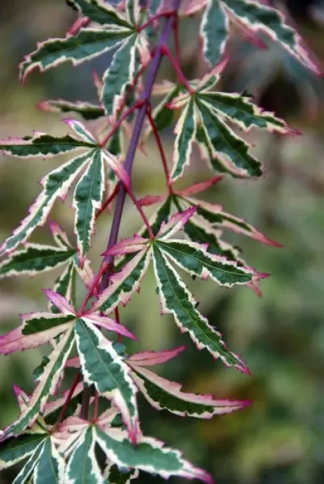 Framed Print : USA, Oregon, Portland. Variegated leaf Japanese maple tree Framed Print : USA, Oregon, Portland. Variegated leaf Japanese maple tree