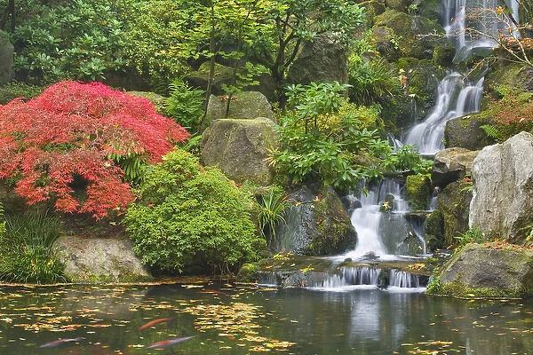 USA, Oregon, Portland. Waterfall flows into koi pond at Portland Japanese Garden