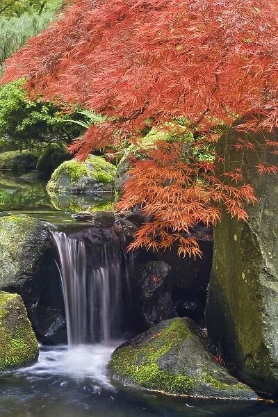 USA, Oregon, Portland. Waterfall and Japanese maple at Portland Japanese Garden