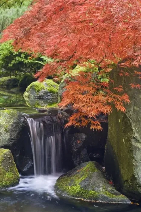 Framed Print : USA, Oregon, Portland. Waterfall and Japanese maple at Portland Japanese Garden Framed Print : USA, Oregon, Portland. Waterfall and Japanese maple at Portland Japanese Garden