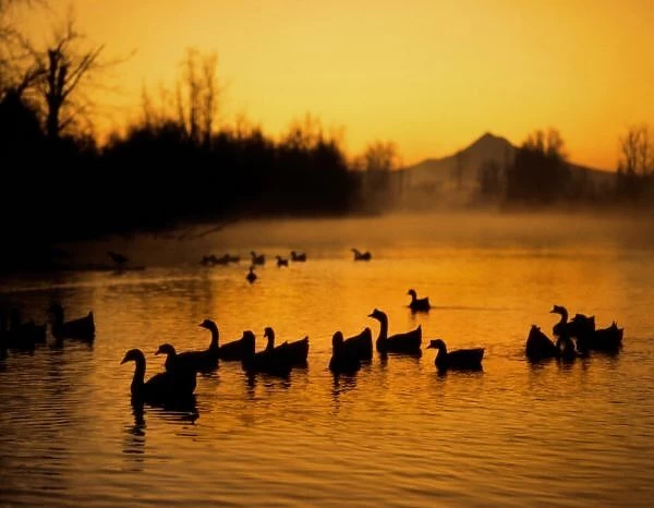 USA, Oregon, Portland. Waterfowl in Columbia Slough silhouetted at sunrise with Mt