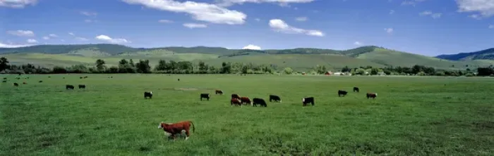 Framed Print : USA, Oregon, Prairie City. Cattle graze on spring grass in a pasture near Prairie