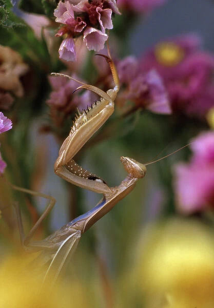 USA, Oregon. Praying mantis on statice flower