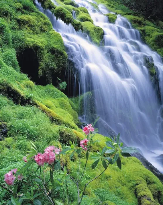 Framed Print : USA, Oregon, Proxy Falls. Pink rhododendron adorn Proxy Falls in the Cascades Range Framed Print : USA, Oregon, Proxy Falls. Pink rhododendron adorn Proxy Falls in the Cascades Range