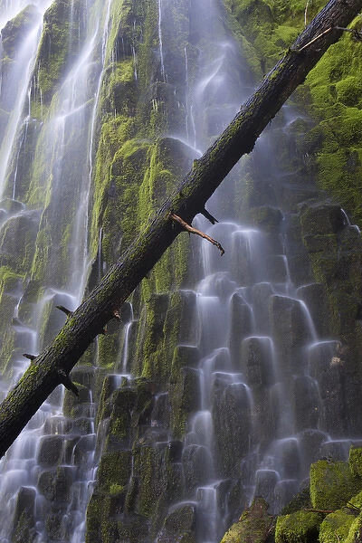 USA, Oregon, Proxy Falls. Waterfalls over basalt columns