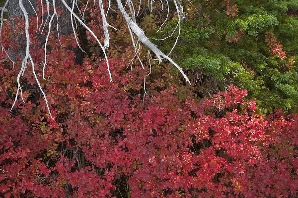 USA, Oregon. Red huckleberry bush grows near Metolius River
