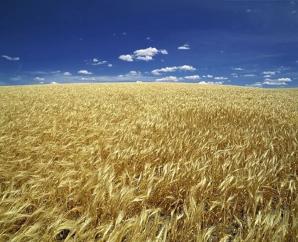 USA, Oregon. Ripe wheat blows in the summer sun on the high plateau in eastern Oregon