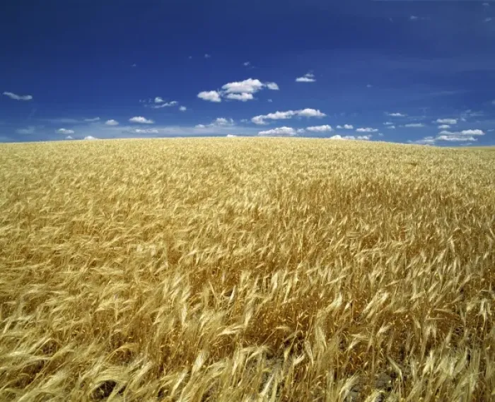 Framed Print : USA, Oregon. Ripe wheat blows in the summer sun on the high plateau in eastern Oregon Framed Print : USA, Oregon. Ripe wheat blows in the summer sun on the high plateau in eastern Oregon