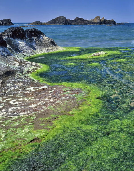USA, Oregon. Rock formations and algae at Seal Rock