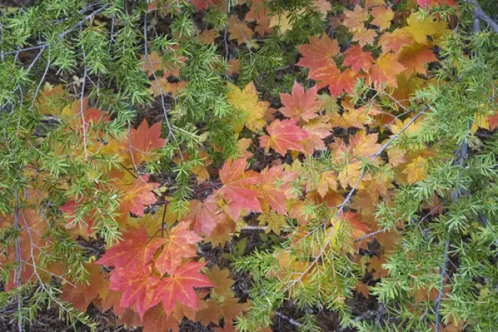 Framed Print : USA, Oregon, Rogue River National Forest. Close-up of vine maple leaves and hemlock branches