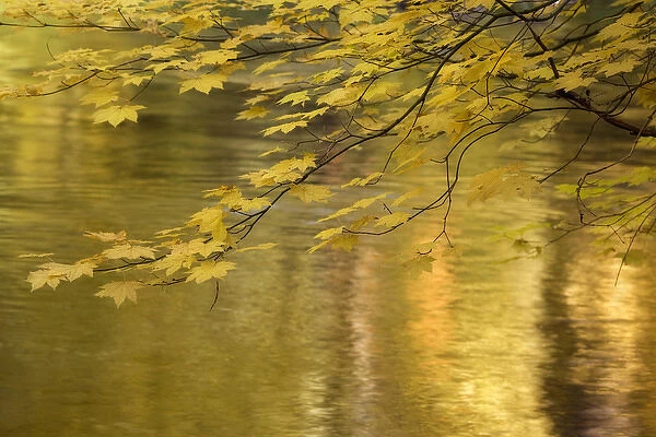 USA, Oregon, Rogue River National Forest. Vine maple branch over golden water of Rogue River