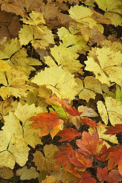 USA, Oregon, Rogue River National Forest. Assortment of leaves on forest floor. Credit as