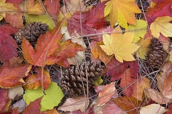 USA, Oregon, Rogue River National Forest. Close-up of fall-colored leaves, pine cones