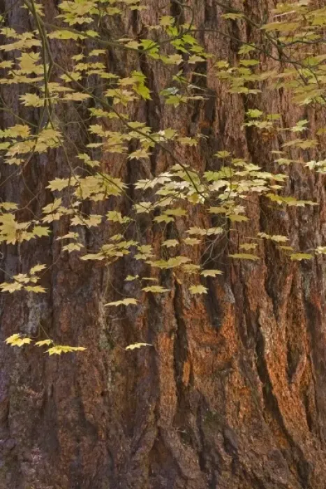 Framed Print : USA, Oregon, Rogue River National Forest. Vine maple leaves hang next to old Douglas fir tree Framed Print : USA, Oregon, Rogue River National Forest. Vine maple leaves hang next to old Douglas fir tree